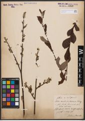 Salix aurita L. x Salix silesiaca Willd.